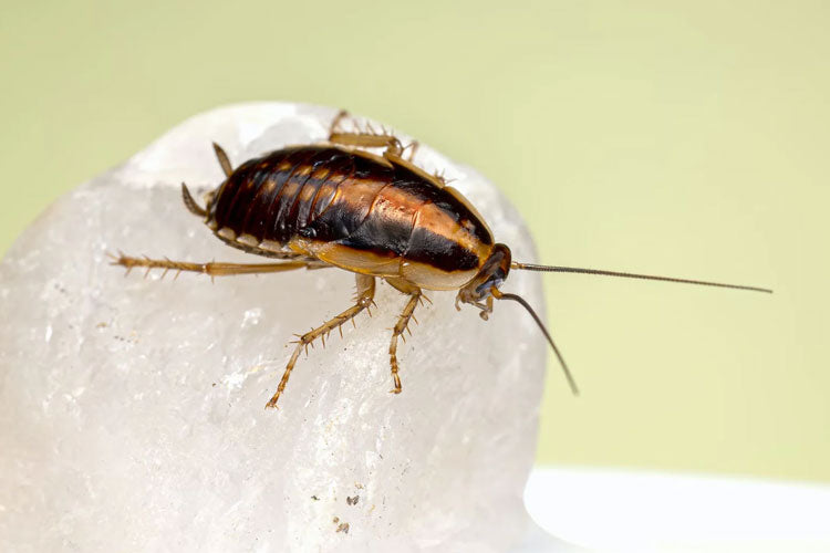 Eco-Friendly Pest Control: Safeguarding Your Home and Environment