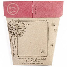 Sow n' Sow Gift of Seeds - Everlasting Daisy