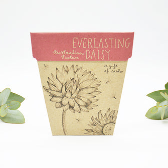 Sow n' Sow Gift of Seeds - Everlasting Daisy